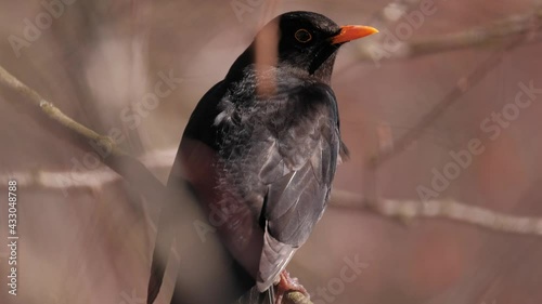 The close-up of the common blackbird (Turdus merula) is sitting on the tree branch on the sunny spring day photo