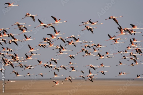 Flock of Lesser Flamingos State bird of Gujarat from Wetlands of Khadir Island, Greater Rann of Kutch, India   photo