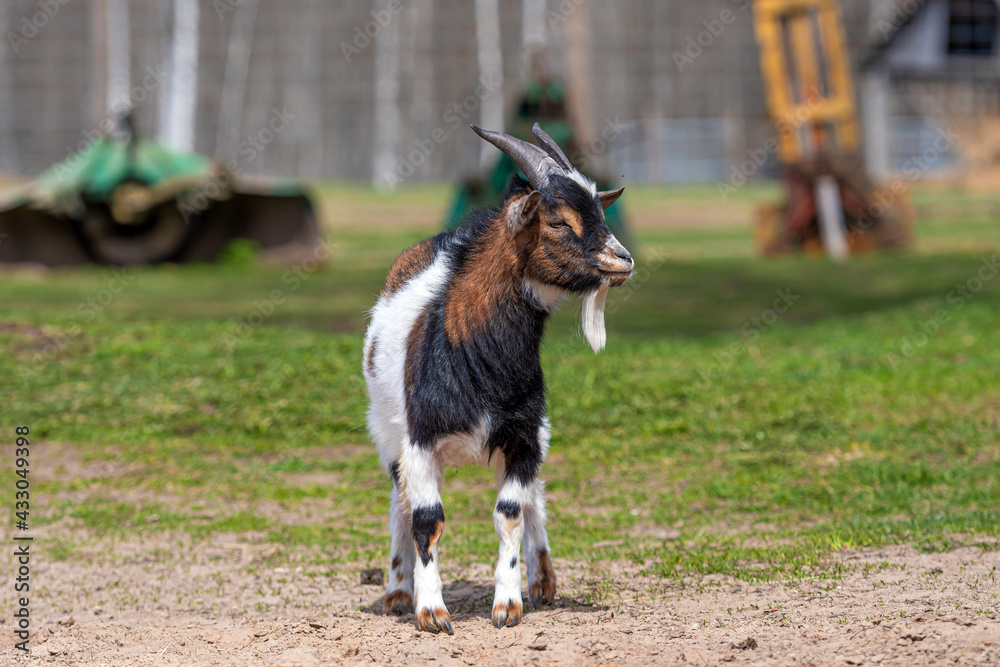 brown, white and black spotted goat in the yard of a farm