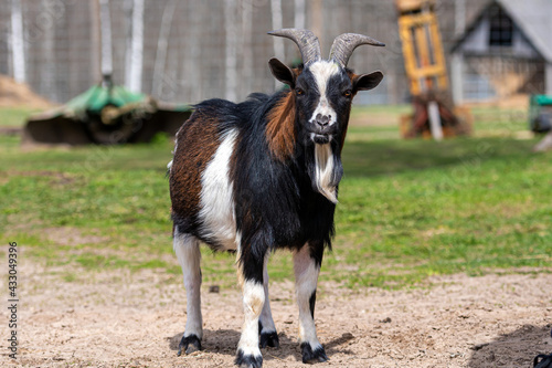 brown, white and black spotted goat in the yard of a farm © ako-photography