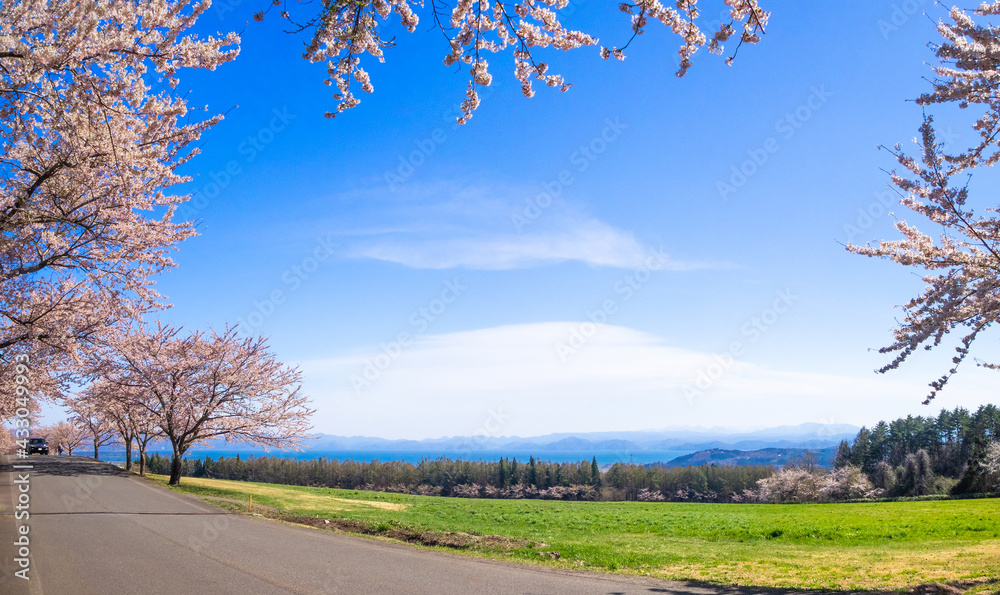Huge lake seen between row of cherry blossom trees on a ranch (Mt.Bandai ranch, Inawashiro, Fukushima, Japan)