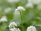 Closeup of the blossoms of wild garlic
