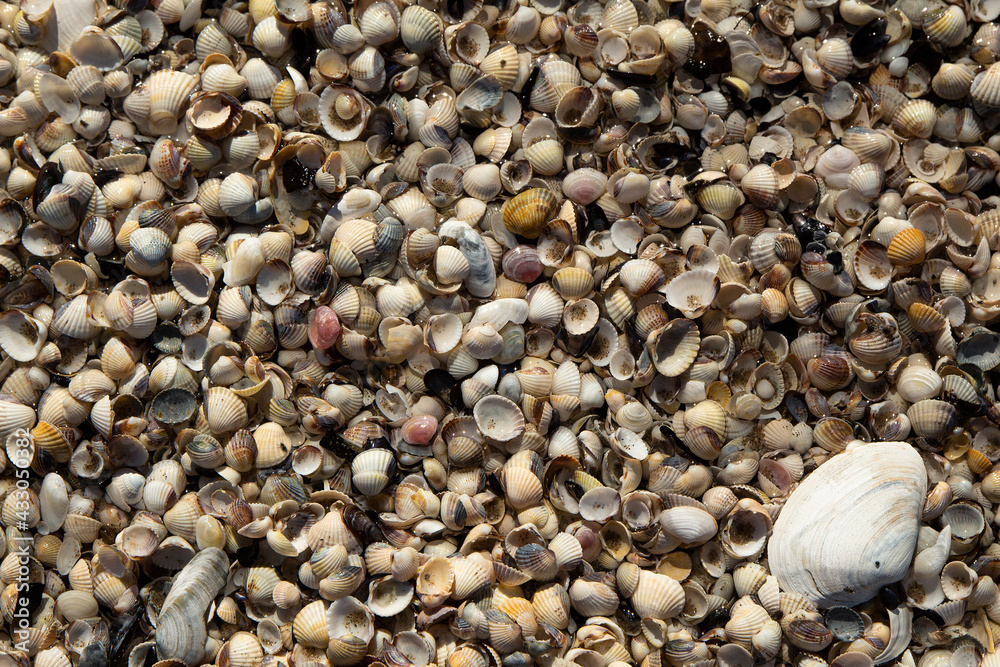 Große Muschel, rechts in der ecke, inmitten von vielen kleinen Muscheln, welche an der Ostsee durch wellen an den Strand gespült wurden