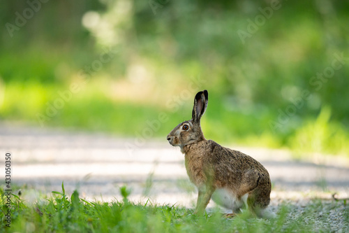 A European hare on a small road in the forest
