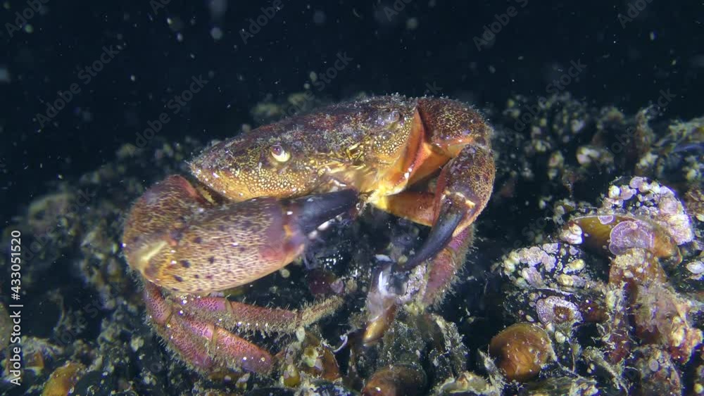 Warty crab or Yellow shore crab (Eriphia verrucosa) picks pieces of mussel meat and eats it. Warty crab or Yellow shore crab (Eriphia verrucosa) picks pieces of mussel meat and eats it.