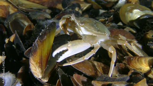 Flying swimming crab (Liocarcinus holsatus) takes pieces of meat with claws from the mussel shell, then leaves the frame. photo