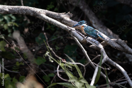 Ringed Kingfisher perched on a tree branch in the woods, under the sunlight