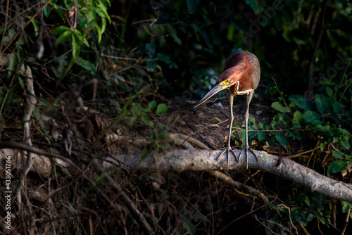 Rufescent Tiger-Heron perched on branch, fishing on the river bank inside the forest