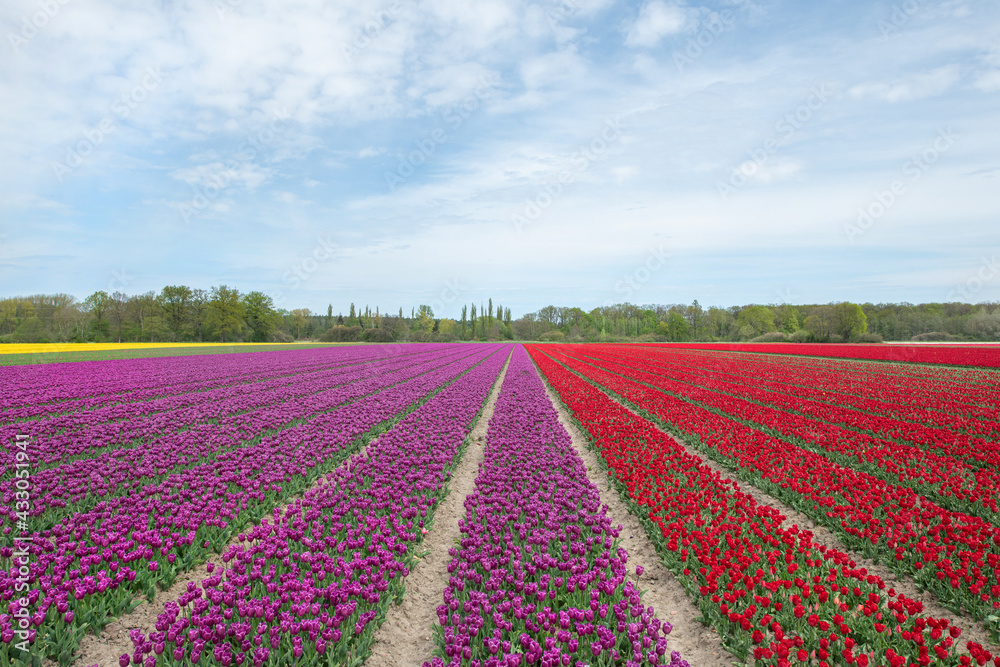 Gelb Rot Violett blühendes Tulpenfeld / Holland Tulpen
