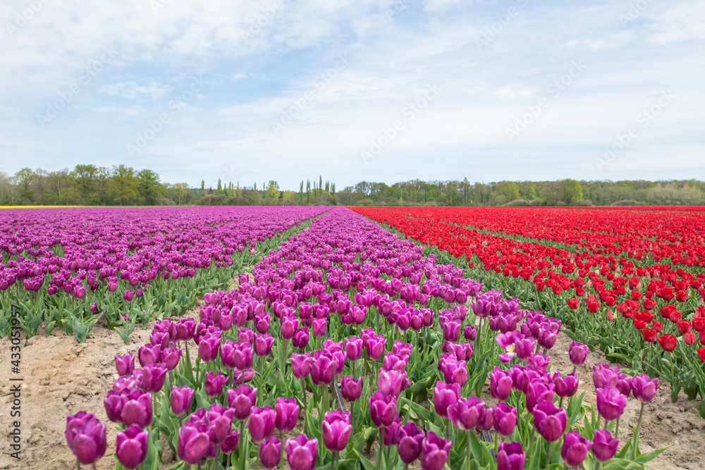 Violett blühendes Tulpenfeld / Holland Tulpen