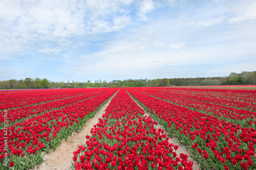 Rot blühendes Tulpenfeld / Holland Tulpen