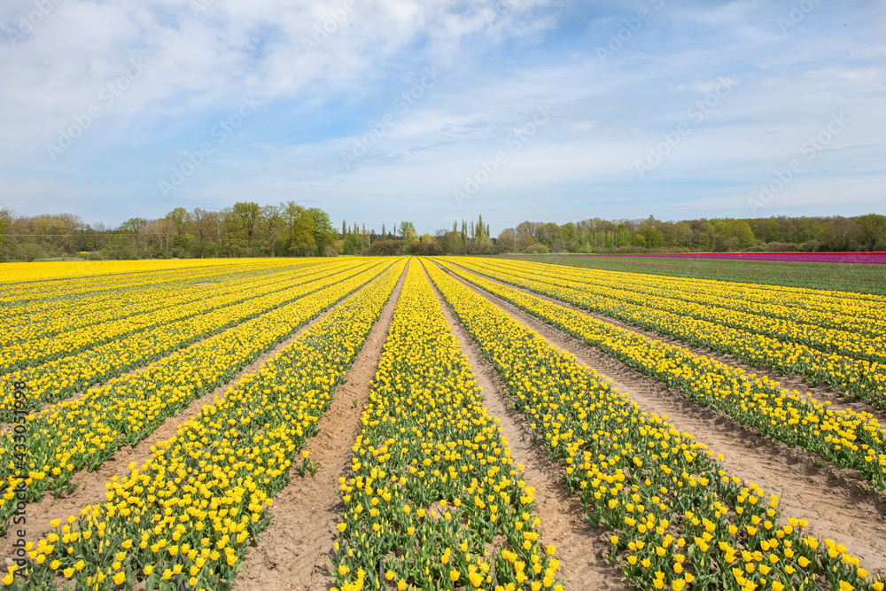 Gelb blühendes Tulpenfeld / Holland Tulpen