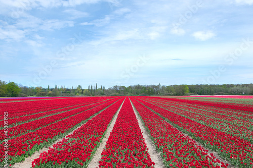 Rot blühendes Tulpenfeld / Holland Tulpen