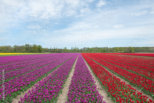Gelb Rot Violett blühendes Tulpenfeld / Holland Tulpen