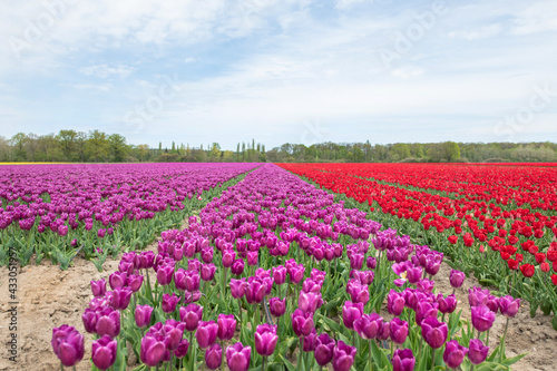 Violett blühendes Tulpenfeld / Holland Tulpen
