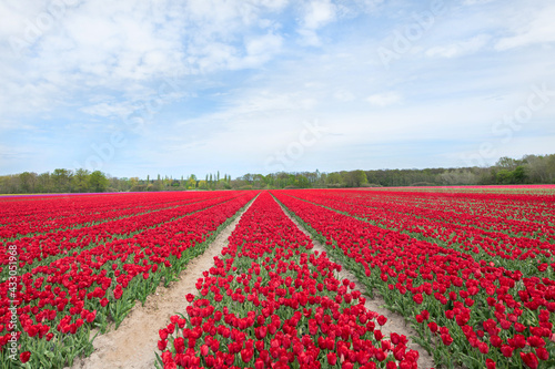 Rot blühendes Tulpenfeld / Holland Tulpen © Julia