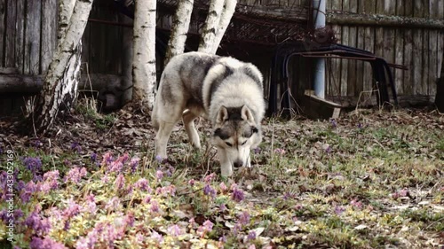 The dog husky is white gray, plays outdoors. Haska, blue eyes, wolf, husky. The concept of action, movement, love and animal care photo