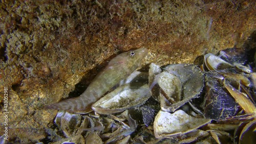 The curious fish Connemarra clingfish (Lepadogaster candolii) eats small crustaceans. photo