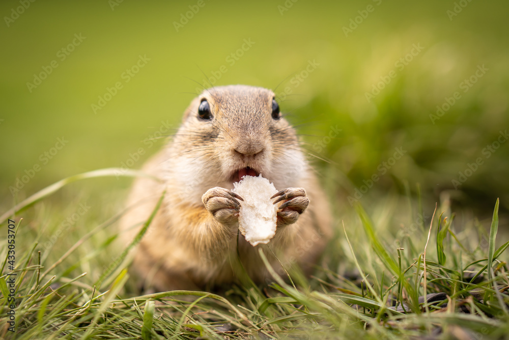 A little ground squirrel eats goodies in a meadow.