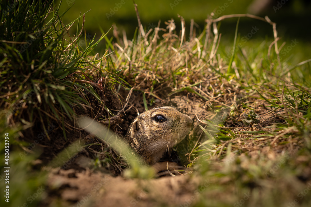 A small curious ground squirrel peeks out of the grass. He's trying to find food. A small curious ground squirrel peeks out of the grass. He's trying to find food.