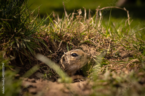 A small curious ground squirrel peeks out of the grass. He's trying to find food.