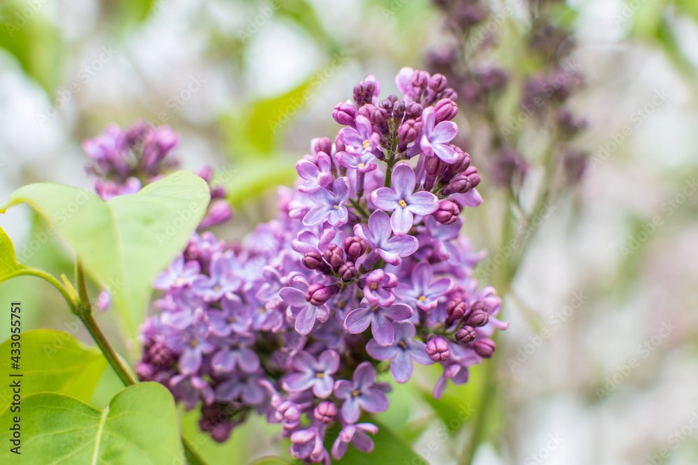 Violett blühender Schmetterlingsflieder Violett blühender Schmetterlingsflieder