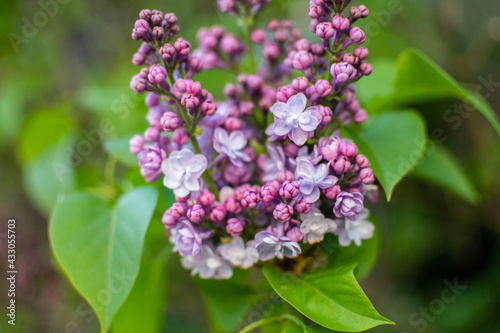 Violett blühender Schmetterlingsflieder