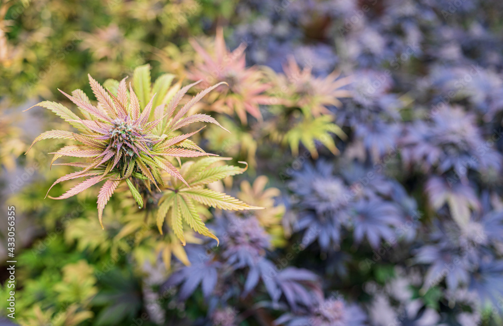Medical Marijuana CBD grow, Close up - Ripe cannabis plants growing in greenhouse ready to harvest, copy space Medical Marijuana CBD grow, Close up - Ripe cannabis plants growing in greenhouse ready to harvest, copy space