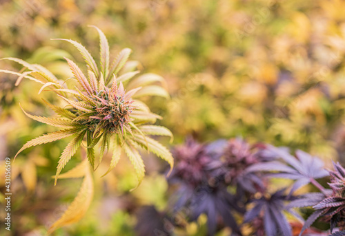 Medical Marijuana CBD grow  Close up - Ripe cannabis plants growing in greenhouse ready to harvest  copy space