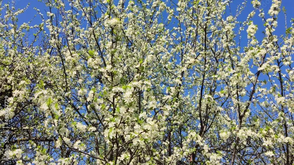 Plum blossom in spring garden on blue sky background, zoom out. Trees with white flowers and buds Plum blossom in spring garden on blue sky background, zoom out. Trees with white flowers and buds