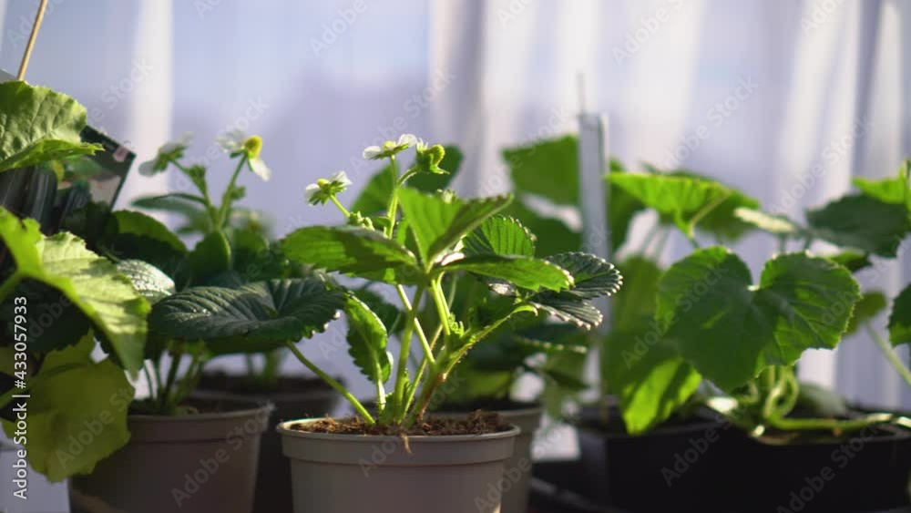 Strawberry plants in greenhouse in 4k Strawberry plants in greenhouse in 4k