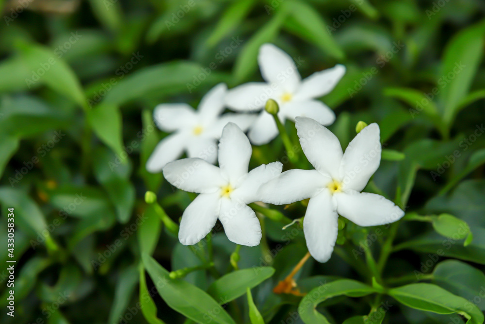 Jasmine Flowers, Sampaguita, Jasminum sambac, Natural background Jasmine Flowers, Sampaguita, Jasminum sambac, Natural background