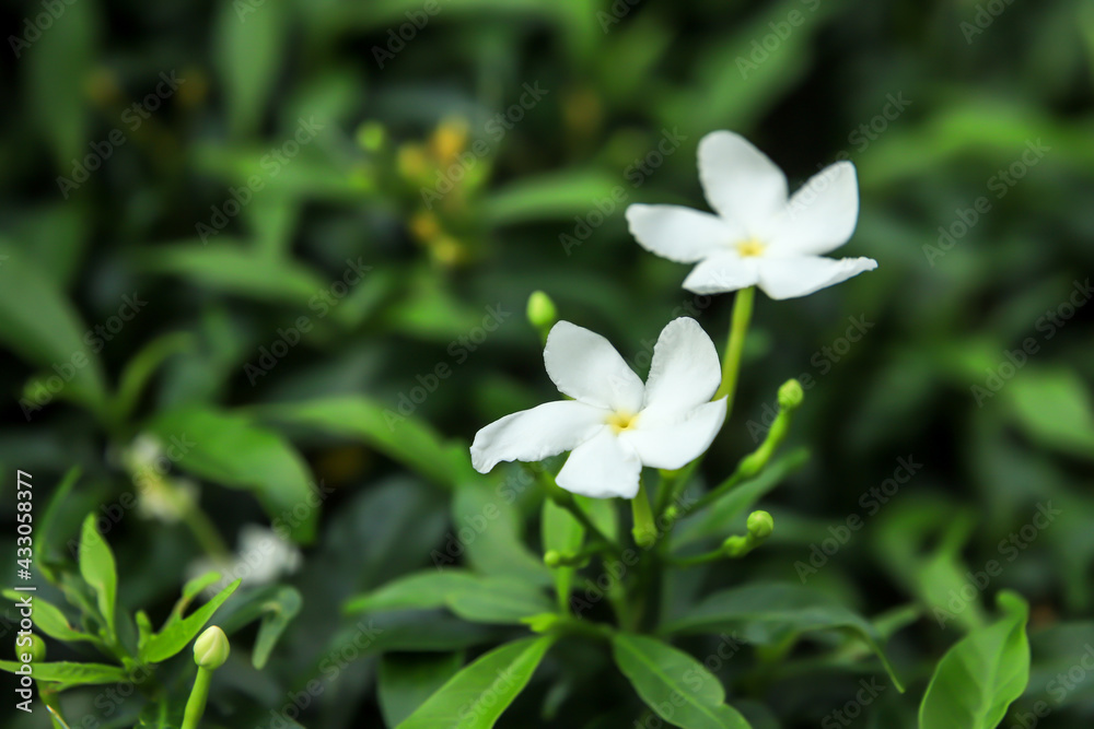 Jasmine Flowers, Sampaguita, Jasminum sambac, Natural background Jasmine Flowers, Sampaguita, Jasminum sambac, Natural background