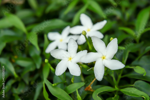 Jasmine Flowers, Sampaguita, Jasminum sambac, Natural background