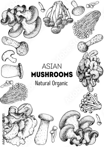 Asian mushrooms sketch set. Edible mushrooms hand drawn . Vector illustrations collection. Hand drawn food. Vintage mushrooms . Organic food. Forest mushrooms. Healthy food illustration.