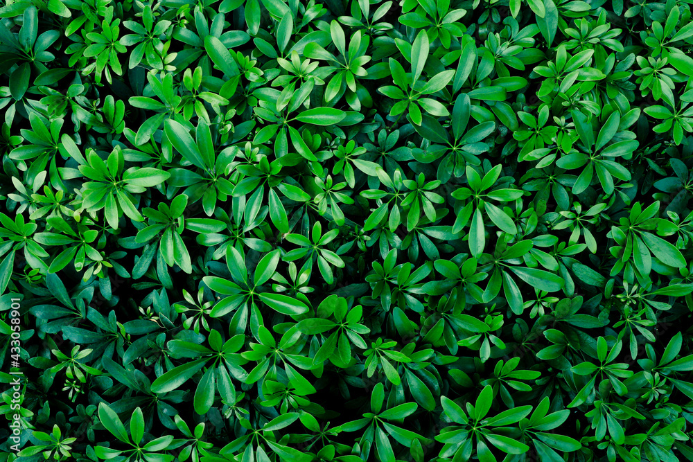 tropical green leaf pattern background, Natural background tropical green leaf pattern background, Natural background