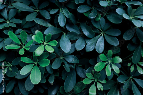 dark green leaves pattern background, Nature concept.