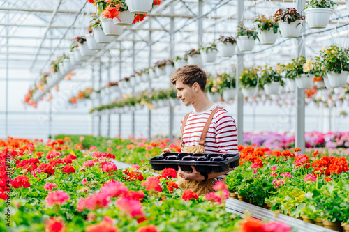 Gardening, profession and people concept. Young man gardener in brown overalls, striped shirt holding empty plastic box around geranium flowers in a greenhouse.