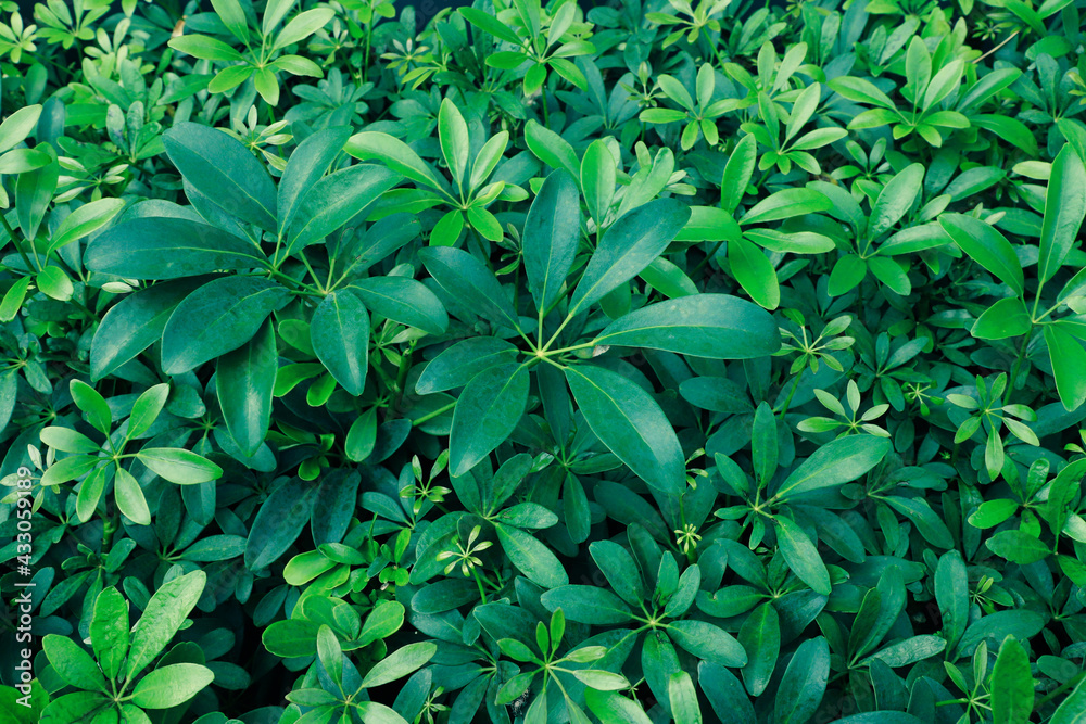 custom made wallpaper toronto digitalfresh green leaves pattern background, Nature concept