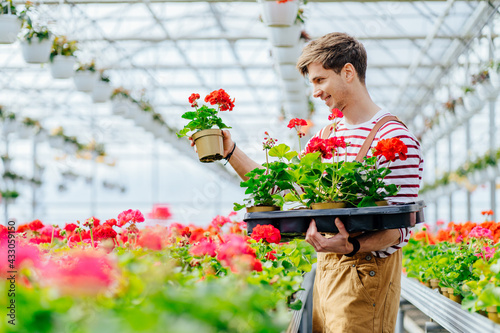 Positive smiling handsome man controlling quality of seedlings in his organic glasshouse flowers plantation. Male worker holding pot with geranium flower in greenhouse.