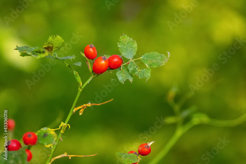 Red rose hips in the forest on a green blurred background