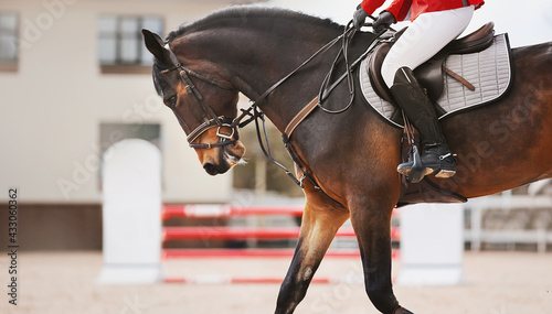 A beautiful bay horse with a rider in a red suit in the saddle, galloping around the arena, and against the background there is a red barrier for jumping. Horse riding. Equestrian sports.