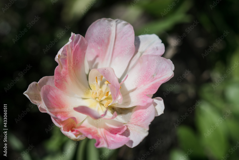 beautiful pink flowers on a branch in spring beautiful pink flowers on a branch in spring