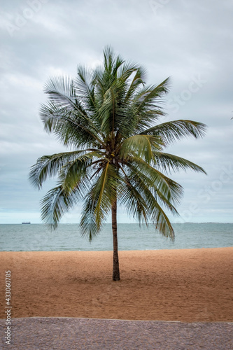 palm trees on the beach  tropical trees on the beach