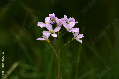 Wiesenschaumkraut photo
