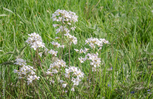 Wiesen-Schaumkraut