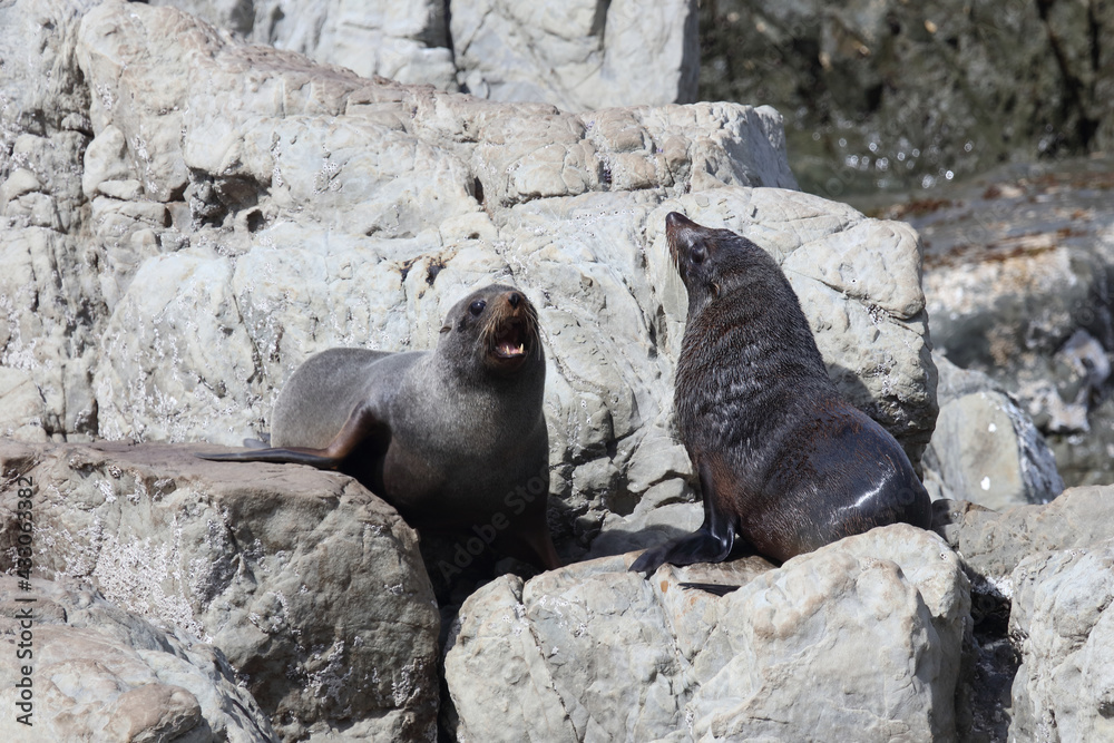 Fototapeta premium Neuseeländischer Seebär / New Zealand fur seal / Arctocephalus forsteri.