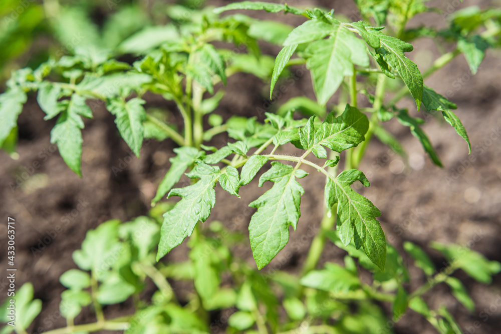 Young tomato seedlings grow in the garden in spring