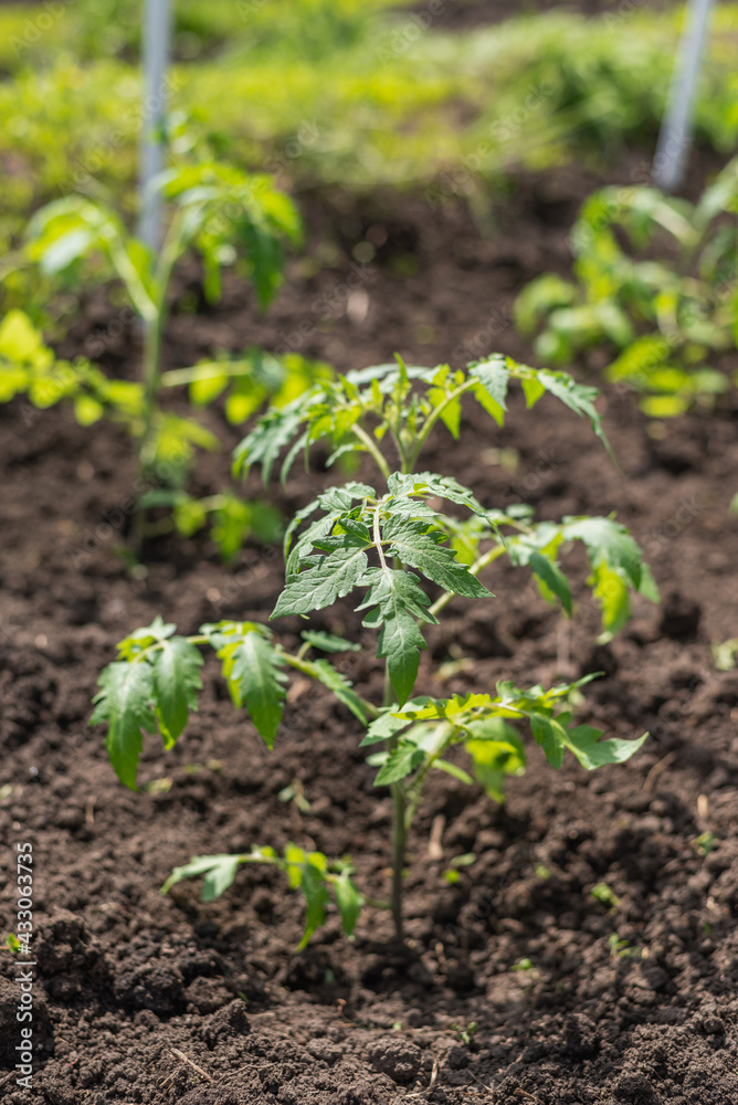 Young tomato seedlings grow in the garden in spring Young tomato seedlings grow in the garden in spring