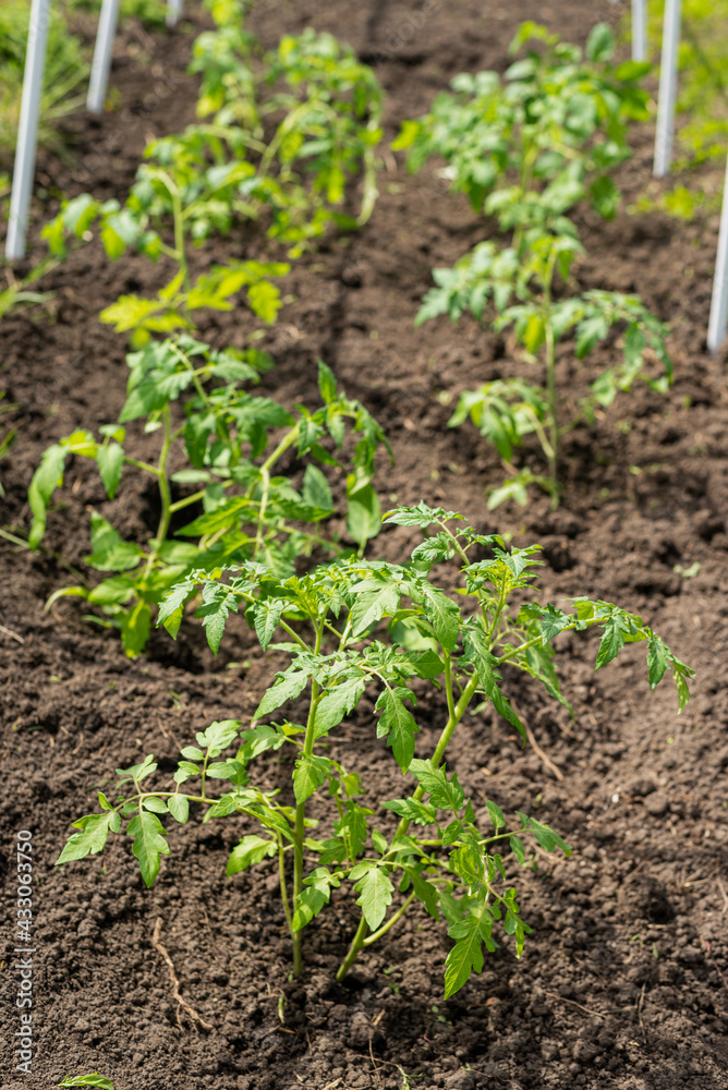 Young tomato seedlings grow in the garden in spring Young tomato seedlings grow in the garden in spring